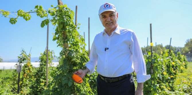 Ata tohumları meyve vermeye başladı