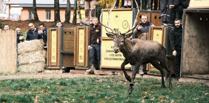 7 kızıl geyik doğaya salındı, GPS ile adım adım takip edilecek