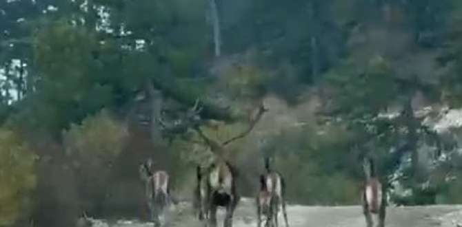 Göynük’te geyik sürüsü kameraya yansıdı