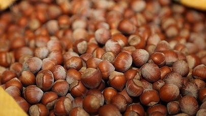 fındık