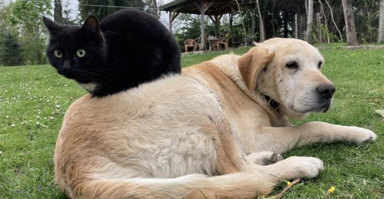 DÜZCE'DEN BİN 574,395 TON KEDİ KÖPEK MAMASI İHRAÇ EDİLDİ
