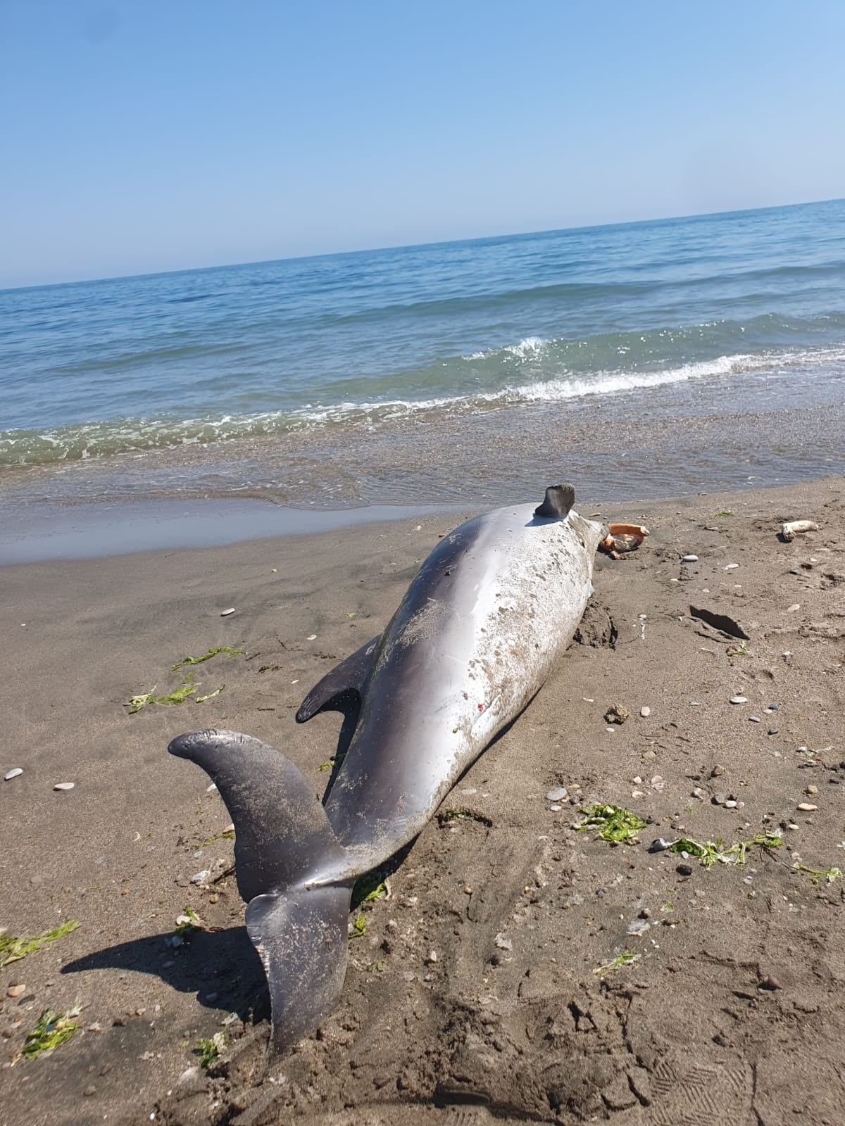 Düzce’de ölü yunus kıyıya vurdu